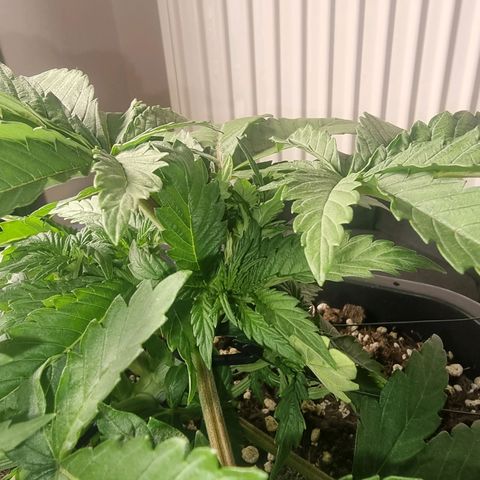 Green Gelato growlog timeline photo