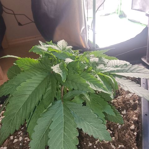 White Widow growlog timeline photo