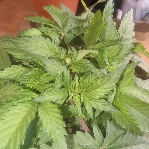 White Widow growlog timeline photo