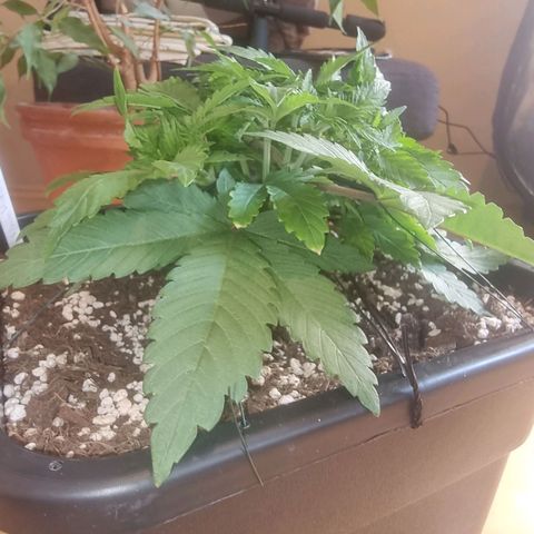 White Widow growlog timeline photo