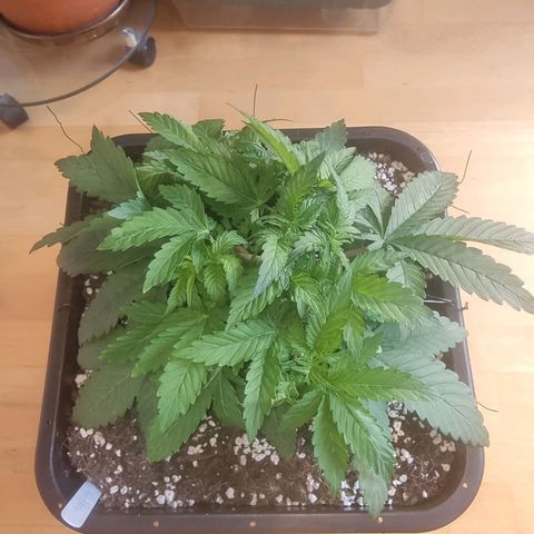 White Widow growlog timeline photo