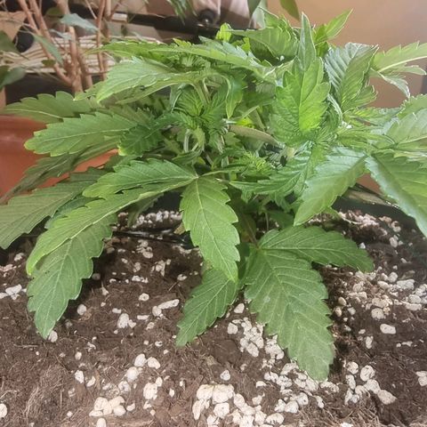 White Widow growlog timeline photo