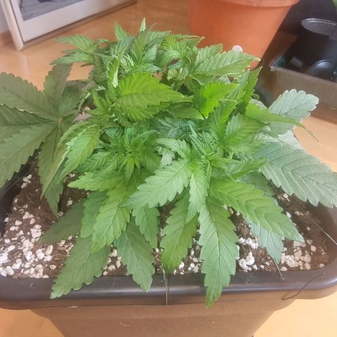 White Widow growlog timeline photo
