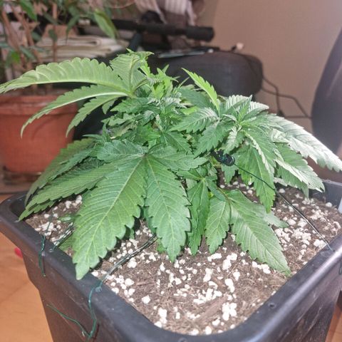 Green Gelato growlog timeline photo