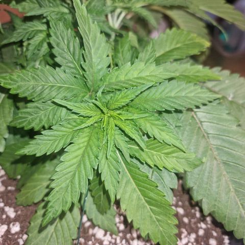 Green Gelato growlog timeline photo