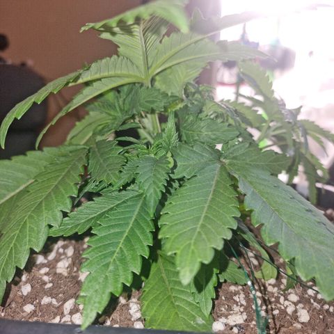 Green Gelato growlog timeline photo