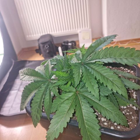 Green Gelato growlog timeline photo
