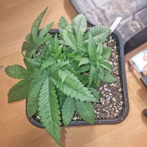 Green Gelato growlog timeline photo