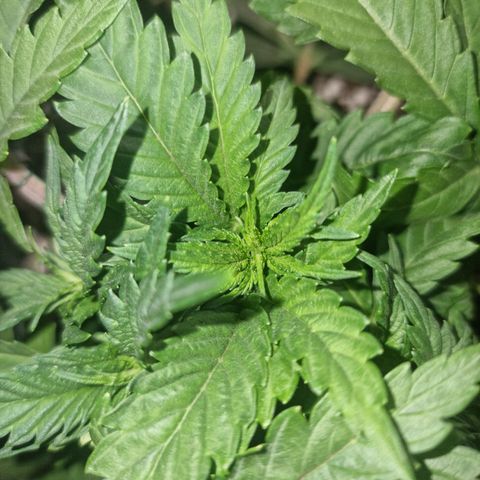 Green Gelato growlog timeline photo