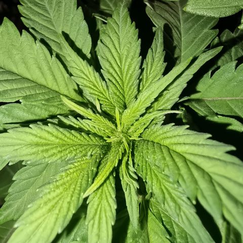 Green Gelato growlog timeline photo