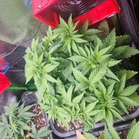 White Widow growlog timeline photo