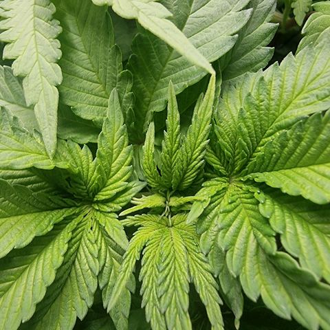 White Widow growlog timeline photo