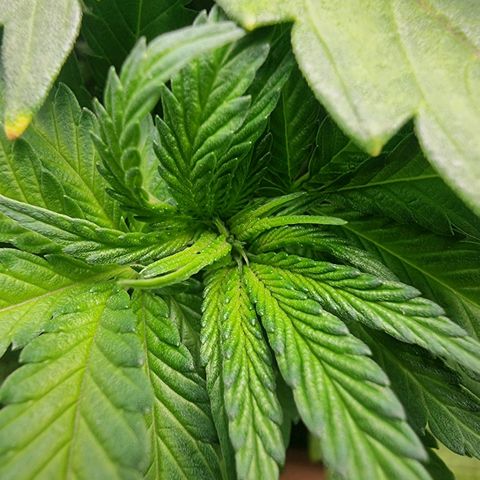 Green Gelato growlog timeline photo