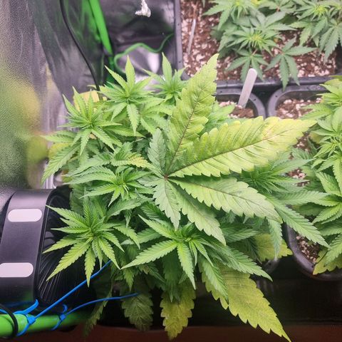Green Gelato growlog timeline photo