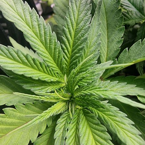 Green Gelato growlog timeline photo
