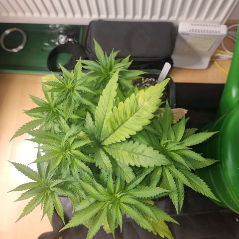 Green Gelato growlog timeline photo
