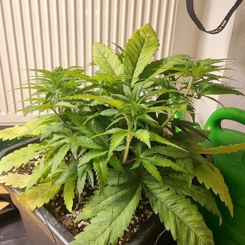 Green Gelato growlog timeline photo