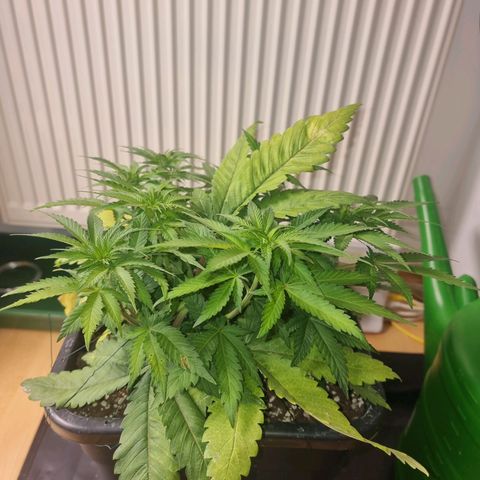 Green Gelato growlog timeline photo