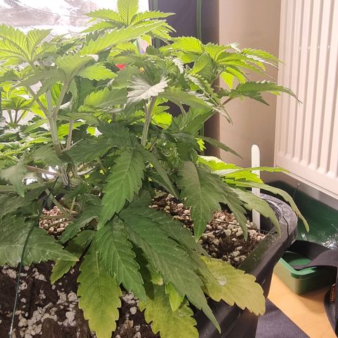 White Widow growlog timeline photo
