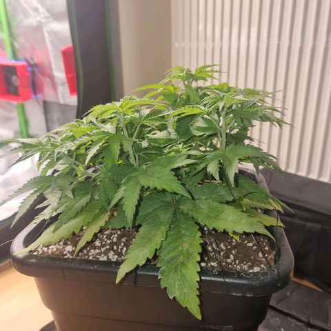 White Widow growlog timeline photo
