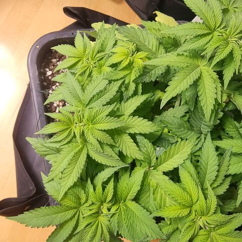 White Widow growlog timeline photo