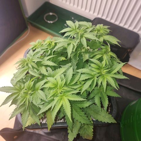 White Widow growlog timeline photo