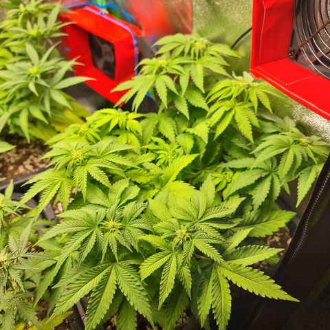White Widow growlog photo: Entlauben