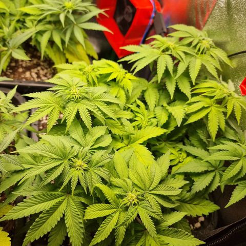 White Widow growlog photo: Entlauben
