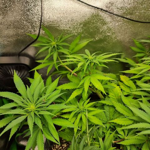 Green Gelato growlog photo: Entlauben 