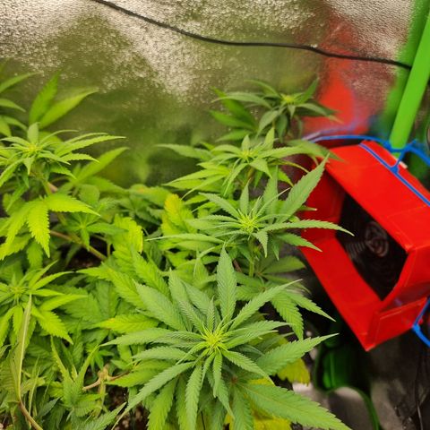 Green Gelato growlog photo: Entlauben 