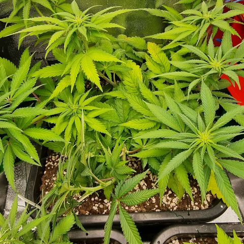 Green Gelato growlog photo: Entlauben 