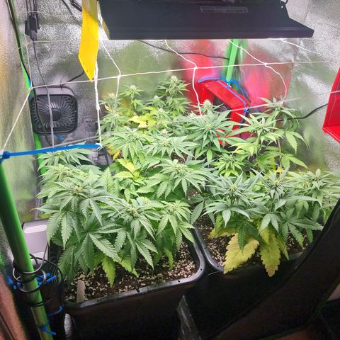 White Widow growlog timeline photo