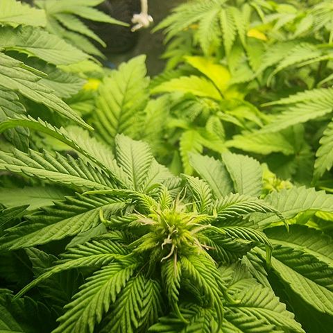 White Widow growlog timeline photo