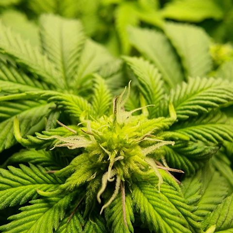 White Widow growlog timeline photo