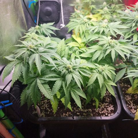 White Widow growlog timeline photo
