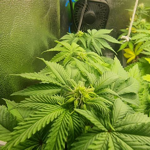 White Widow growlog timeline photo