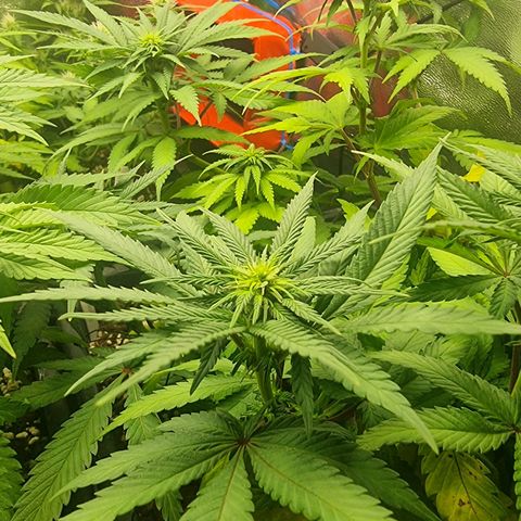 Green Gelato growlog timeline photo