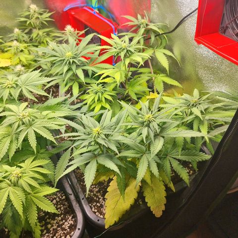Green Gelato growlog timeline photo