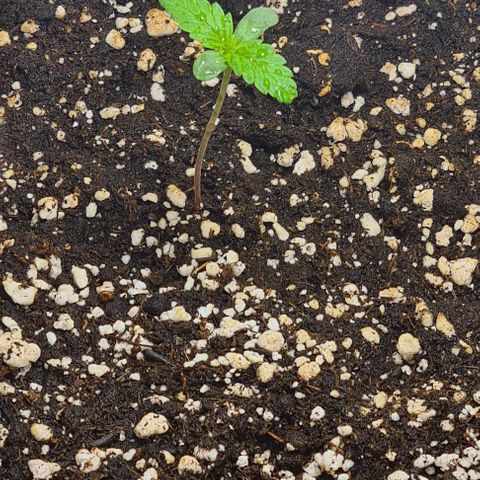 Genética desconhecida growlog timeline photo
