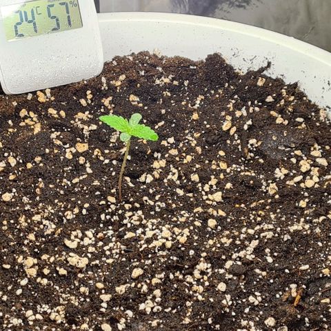 Genética desconhecida growlog timeline photo