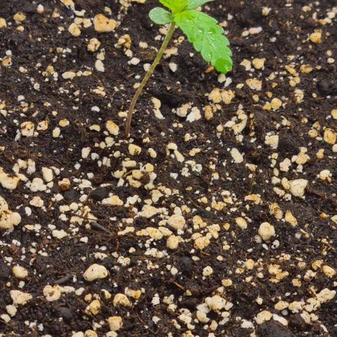 Genética desconhecida growlog timeline photo