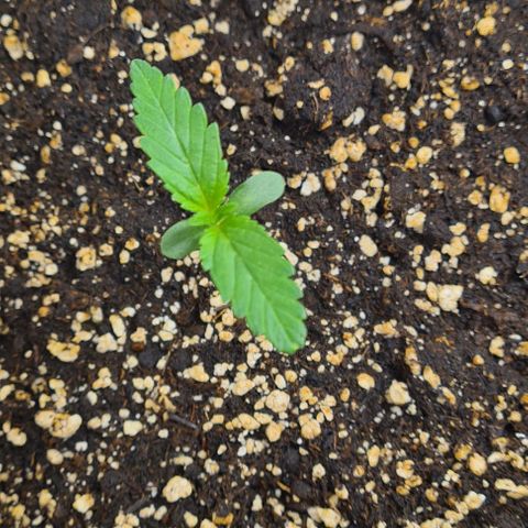 Genética desconhecida growlog timeline photo