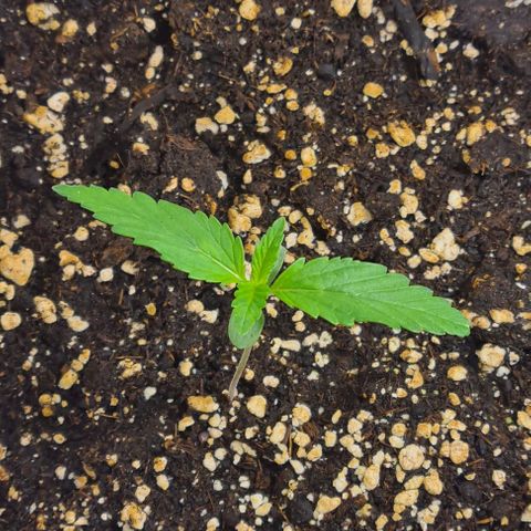 Genética desconhecida growlog timeline photo
