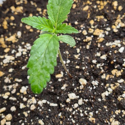 Genética desconhecida growlog timeline photo