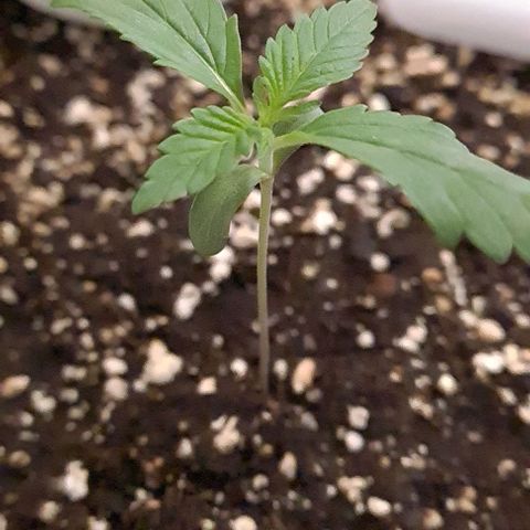 Genética desconhecida growlog timeline photo