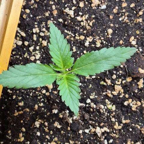 Genética desconhecida growlog timeline photo