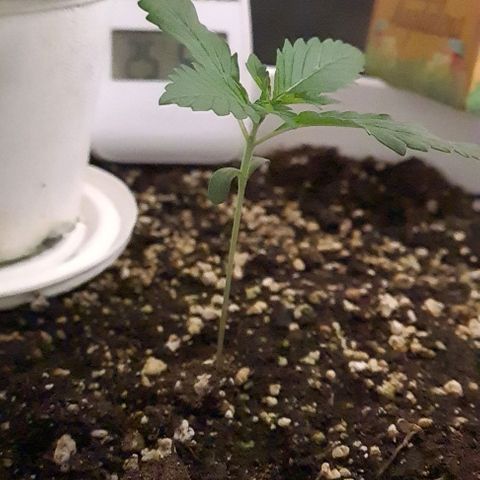 Genética desconhecida growlog photo: Terra húmida. Não foi regada.
Bom crescimento em 24 horas.
Folhas de 3 pontas já formadas.
Novo nó já é visível a "espreitar"
Lux. 10000
Aparenta ser strain de Indica. 
Apresenta um tom verde vibrante.