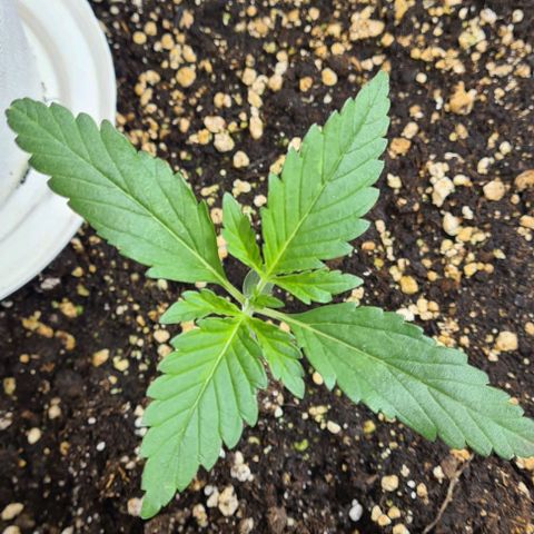 Genética desconhecida growlog timeline photo