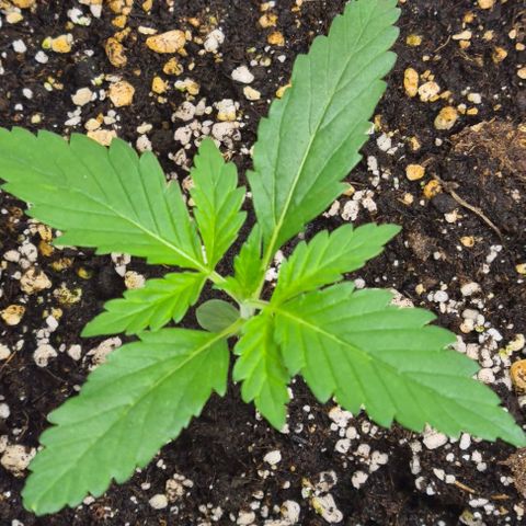 Genética desconhecida growlog timeline photo