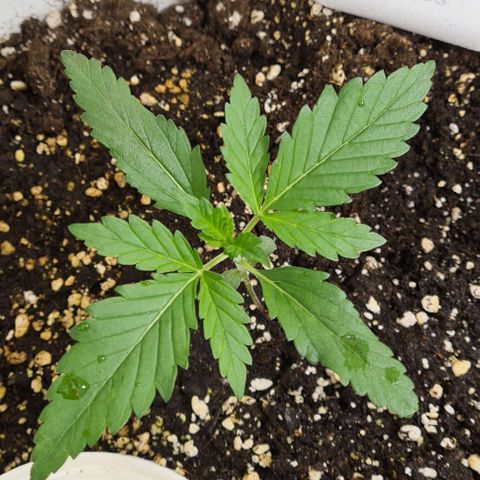 Genética desconhecida growlog timeline photo